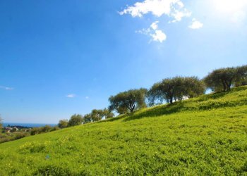 Foto 51 - Agricultural land Strada Comunale Torre Amalfitano, Bagheria - photo 50