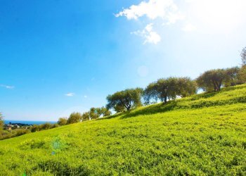 Foto 52 - Agricultural land Strada Comunale Torre Amalfitano, Bagheria - photo 51