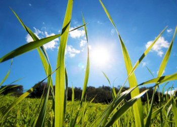 Foto 53 - Agricultural land Strada Comunale Torre Amalfitano, Bagheria - photo 52