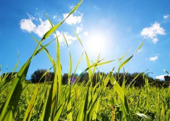 Foto 55 - Agricultural land Strada Comunale Torre Amalfitano, Bagheria - photo 54