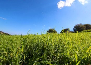 Foto 57 - Agricultural land Strada Comunale Torre Amalfitano, Bagheria - photo 56