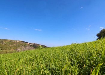 Foto 58 - Agricultural land Strada Comunale Torre Amalfitano, Bagheria - photo 57