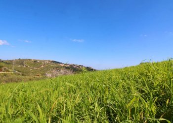 Foto 59 - Agricultural land Strada Comunale Torre Amalfitano, Bagheria - photo 58