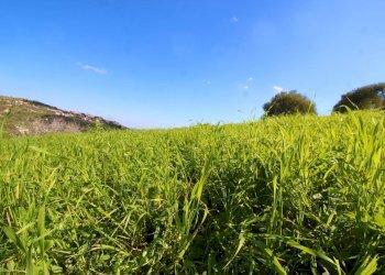 Foto 60 - Agricultural land Strada Comunale Torre Amalfitano, Bagheria - photo 59
