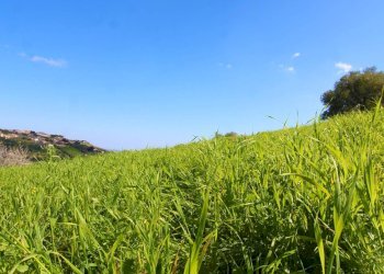 Foto 61 - Agricultural land Strada Comunale Torre Amalfitano, Bagheria - photo 60