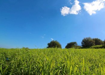 Foto 62 - Agricultural land Strada Comunale Torre Amalfitano, Bagheria - photo 61