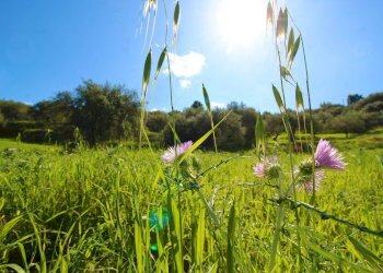 Foto 63 - Agricultural land Strada Comunale Torre Amalfitano, Bagheria - photo 62