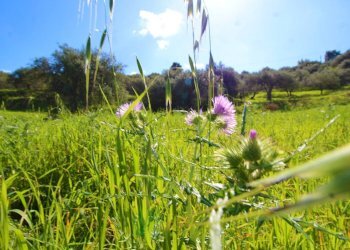 Foto 64 - Agricultural land Strada Comunale Torre Amalfitano, Bagheria - photo 63