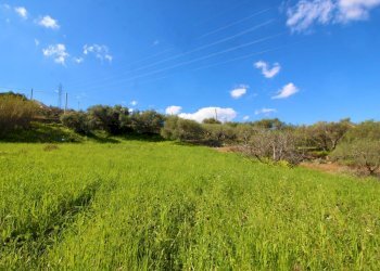 Foto 65 - Agricultural land Strada Comunale Torre Amalfitano, Bagheria - photo 64