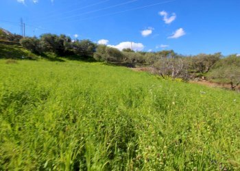 Foto 67 - Agricultural land Strada Comunale Torre Amalfitano, Bagheria - photo 66