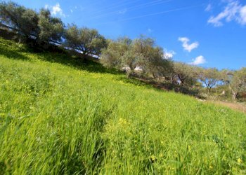 Foto 71 - Agricultural land Strada Comunale Torre Amalfitano, Bagheria - photo 70
