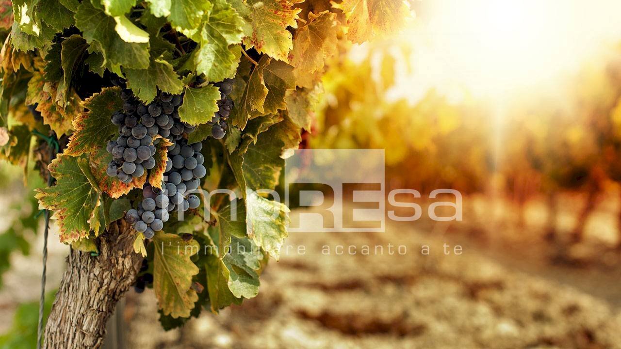 Foto 3 - Agricultural land Ormelle - photo 3