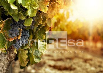 Foto 3 - Agricultural land Ormelle - photo 3