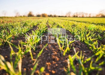 Foto 4 - Agricultural land Ormelle - photo 4