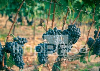 Foto 7 - Agricultural land Ormelle - photo 7