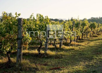 Foto 8 - Agricultural land Ormelle - photo 8