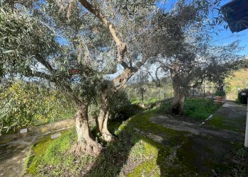 Giardino - Villa Bolognetta - foto 29