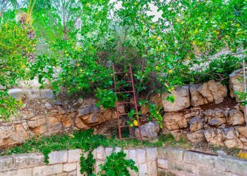 Giardino - Villa Via Randa
 
snc, Bitritto - photo 9