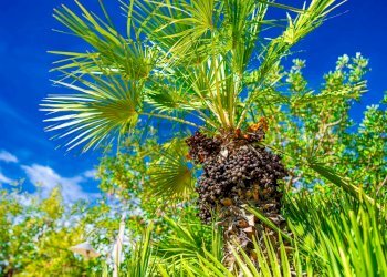 Giardino - Villa Via Randa
 
snc, Bitritto - photo 39