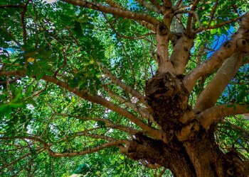 Giardino - Villa Via Randa
 
snc, Bitritto - photo 42