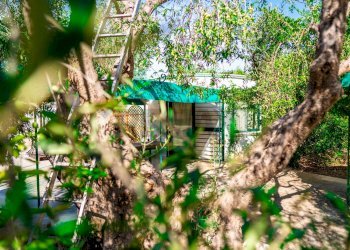 Giardino - Villa Via Randa
 
snc, Bitritto - photo 47