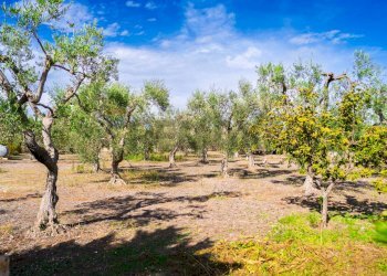 Giardino - Villa Via Randa
 
snc, Bitritto - photo 51