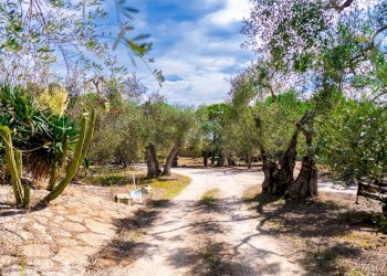 Giardino - Villa Via Randa
 
snc, Bitritto - photo 55