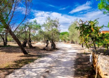 Giardino - Villa Via Randa
 
snc, Bitritto - photo 58