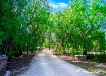 Giardino - Villa Via Randa
 
snc, Bitritto - photo 61