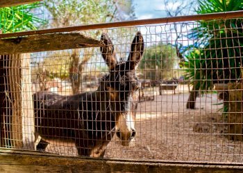 Casa all\'aperto - Villa Via Randa
 
snc, Bitritto - photo 64