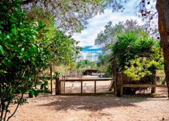 Giardino - Villa Via Randa
 
snc, Bitritto - photo 66