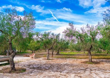 Giardino - Villa Via Randa
 
snc, Bitritto - photo 76