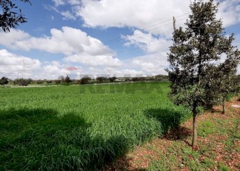 Giardino - Independent house Contrada Bonelli
 
139, Noci - photo 16