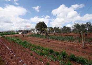 Giardino - Independent house Contrada Bonelli
 
139, Noci - photo 17