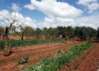 Giardino - Independent house Contrada Bonelli
 
139, Noci - photo 18