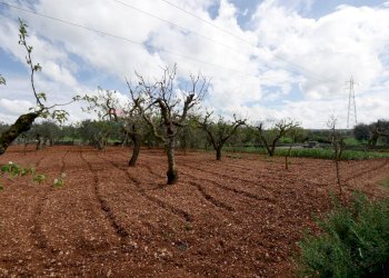 Giardino - Independent house Contrada Bonelli
 
139, Noci - photo 19