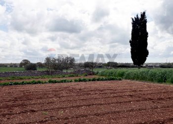 Giardino - Independent house Contrada Bonelli
 
139, Noci - photo 20