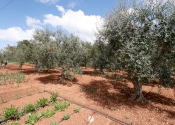 Giardino - Independent house Contrada Bonelli
 
139, Noci - photo 21