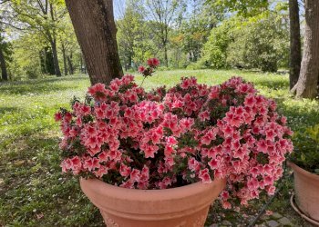 Giardino - Villa Via del Sasso
 
10, Pianoro - foto 12