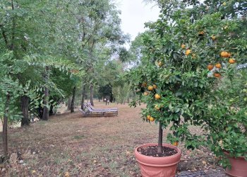 Giardino - Villa Via del Sasso
 
10, Pianoro - foto 17