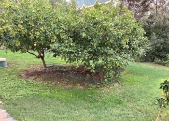 IMG_0289.jpg - Villa Via delle Rose, Rosignano Marittimo - foto 11