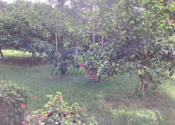 IMG_0301.jpg - Villa Via delle Rose, Rosignano Marittimo - foto 13