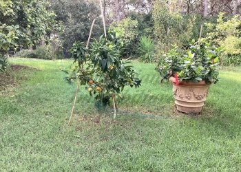 IMG_0306.jpg - Villa Via delle Rose, Rosignano Marittimo - foto 14