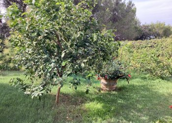 IMG_0307.jpg - Villa Via delle Rose, Rosignano Marittimo - foto 15