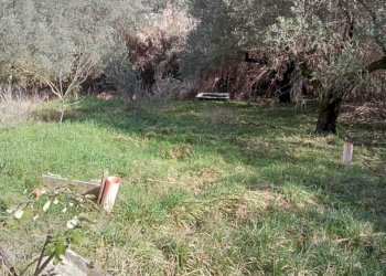 WhatsApp Image 2026-02-17 at 11.26.53 (1).jpeg - Terreno agricolo Via degli Aceri, Tivoli - foto 4