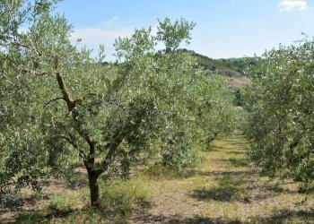 Foto 6 - Rustico Via Monticelli
 
6, Castelplanio - foto 5