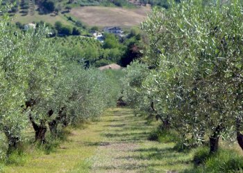 Foto 18 - Rustico Via Monticelli
 
6, Castelplanio - foto 17