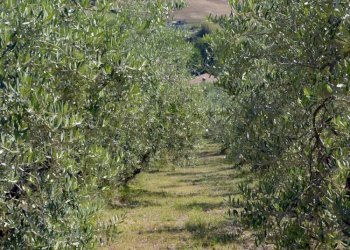 Foto 21 - Rustico Via Monticelli
 
6, Castelplanio - foto 20