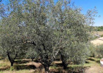 Foto 25 - Rustico Via Monticelli
 
6, Castelplanio - foto 24