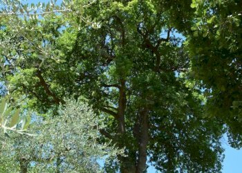 Foto 28 - Rustico Via Monticelli
 
6, Castelplanio - foto 27